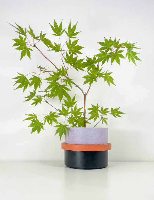 Totemico Large Pot- Lilac, Terracotta and Black